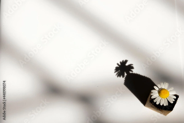 Fototapeta chamomile in a bag made of recycled paper on a white background