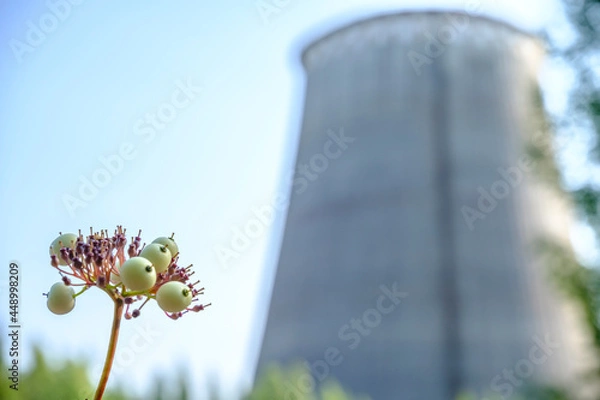 Fototapeta green flower on the background of the CHP chimney