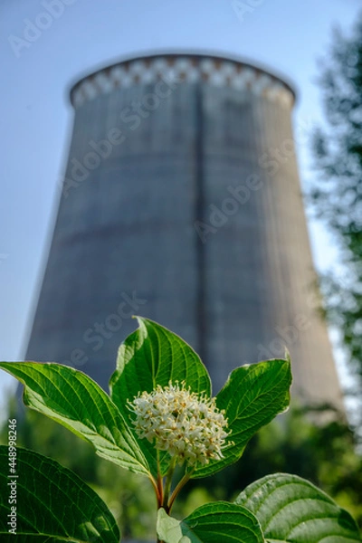 Fototapeta green flower on the background of the CHP chimney
