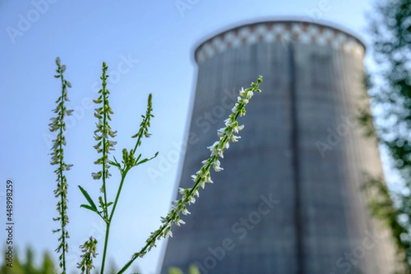Fototapeta green flower on the background of the CHP chimney