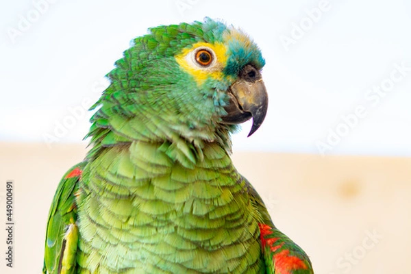 Obraz Parrot
