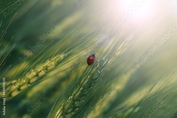 Obraz insect ladybug on wheat ears.