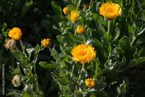 Fototapeta Yellow flowers background