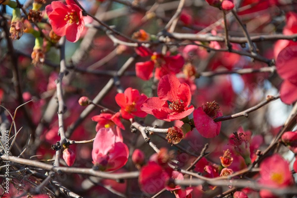 Fototapeta Red flowers background