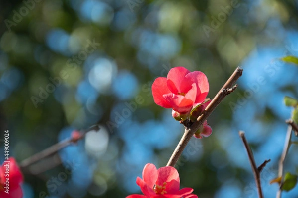 Fototapeta Red flowers background