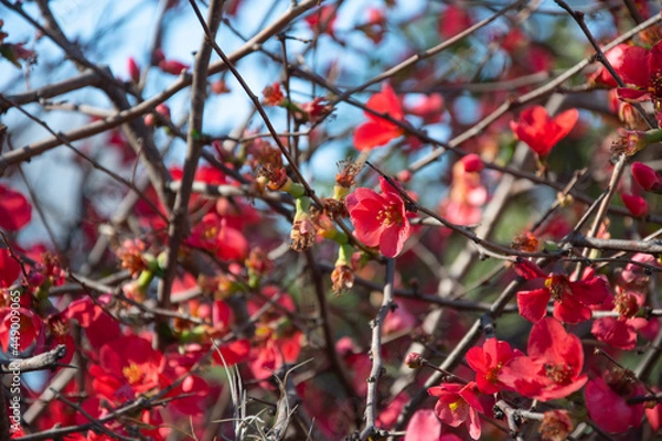 Fototapeta Red flowers background