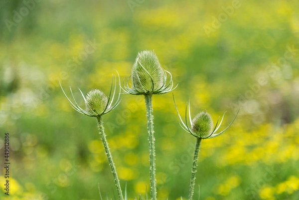 Obraz Three thistles in selective focus