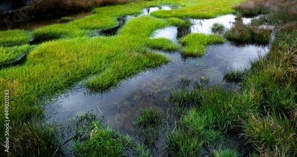 Fototapeta Grassy Mounds in the Marsh