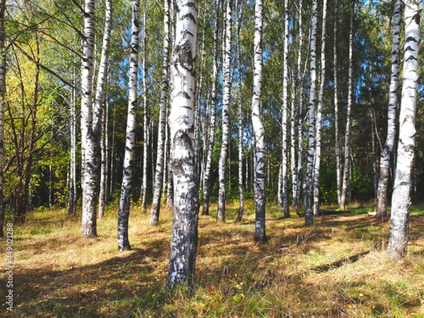 Obraz Birch Forest In Summer In The Afternoon. Birch Forest On A Hill. Birch Forest On An Uphill
