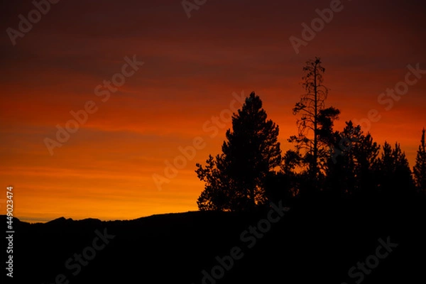 Obraz Deep Orange Glow over Trees