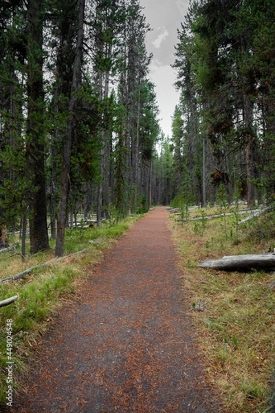 Fototapeta path in the forest