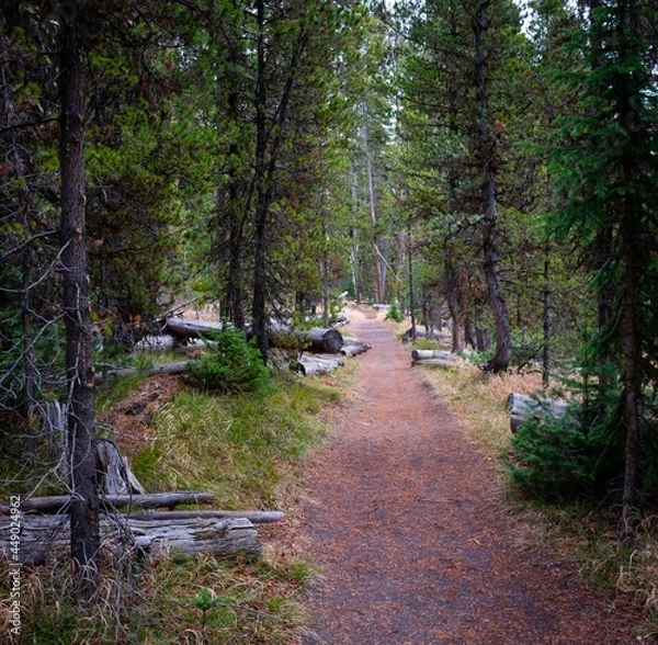 Fototapeta path in the woods
