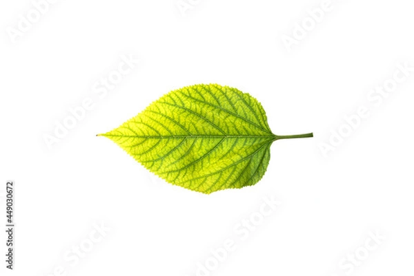 Fototapeta Deficiency of minerals in plant, lack of nitrogen, potassium, Iron deficiency chlorosis, Sick yellow leaf of leaf, isolated on the white background.