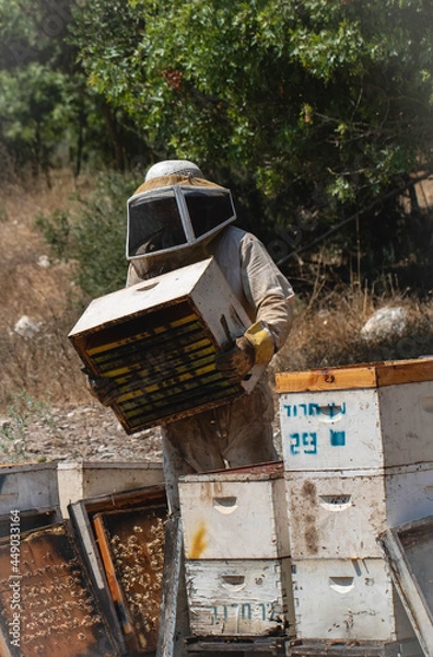 Obraz hive bee workers 