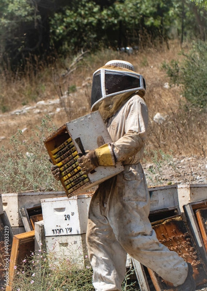 Obraz hive bee workers 