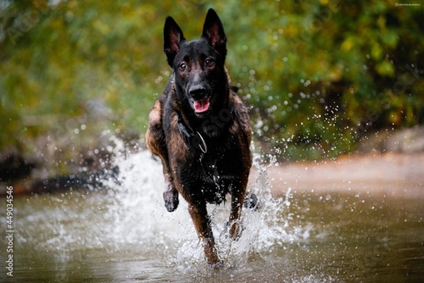 Obraz dog malinois running