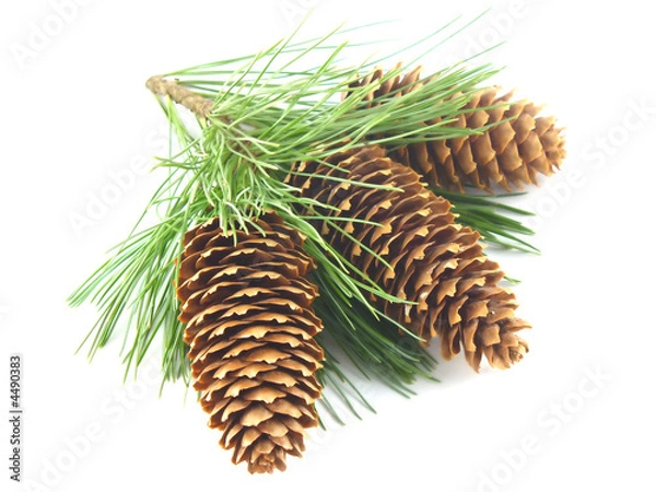 Fototapeta Tree cones