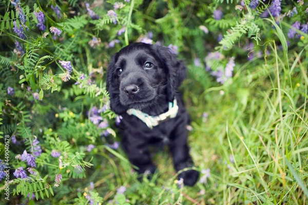 Obraz Little cute black english cocker spaniel puppy sitting in the garden and look into the camera. Lovely baby dog with blue dog collar in violet flowers and grass