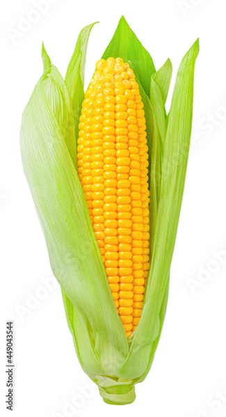 Obraz ear of corn isolated on white background
