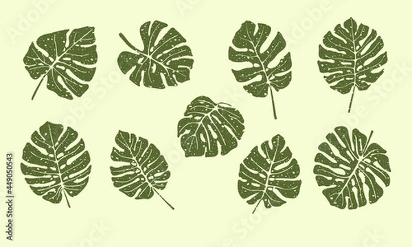 Fototapeta Aged tropical plant monstera leaves set. Hand drawn vector isolated on light background.