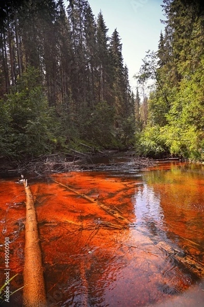 Obraz Forest river trees nature woods landscape