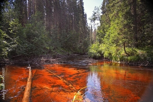 Obraz Forest river trees nature woods landscape