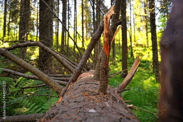 Fototapeta Old log with branches. Bottom view