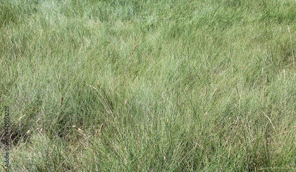 Fototapeta Boil bottom in bright green