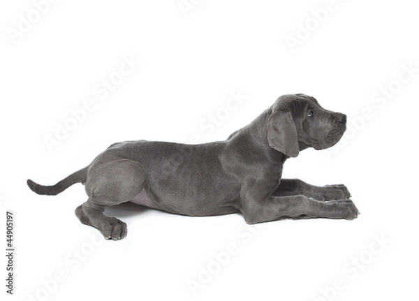 Obraz Great dane puppy