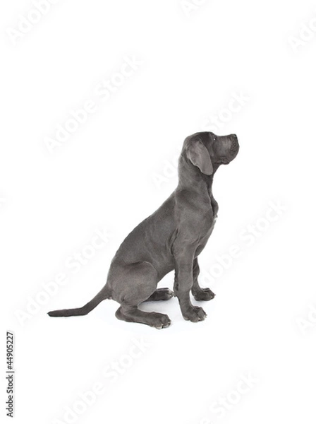 Obraz great dane puppy