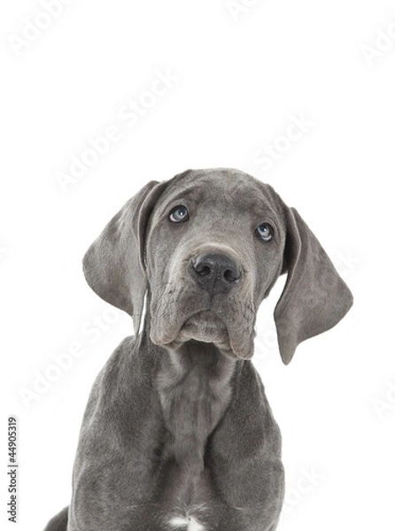 Obraz great dane puppy