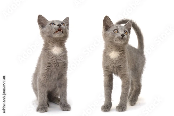 Fototapeta A set of three gray kittens. Photo on a white isolated background.