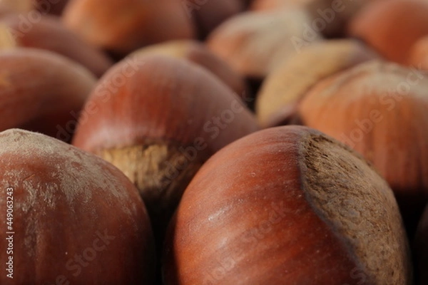 Obraz hazelnuts