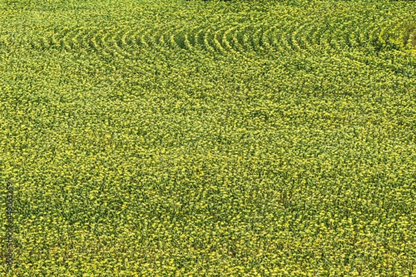 Fototapeta High point of view on a field of ripe sunflowers