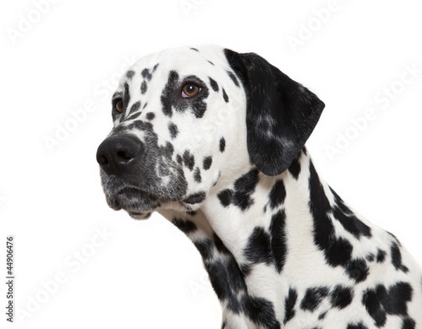 Fototapeta Dalmatian dog