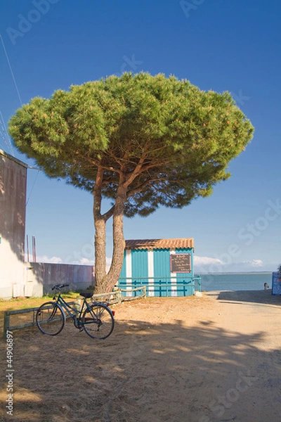 Obraz Pin maritime , plage, vŽlo ˆ Saint Denis d'OlŽron.