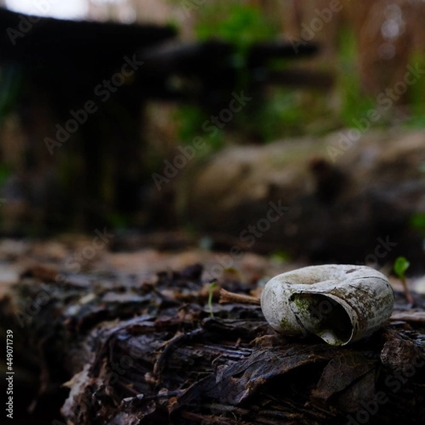 Fototapeta closeup old snail shell on an overgrown board in the forest