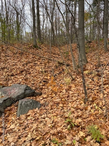 Obraz autumn in the forest