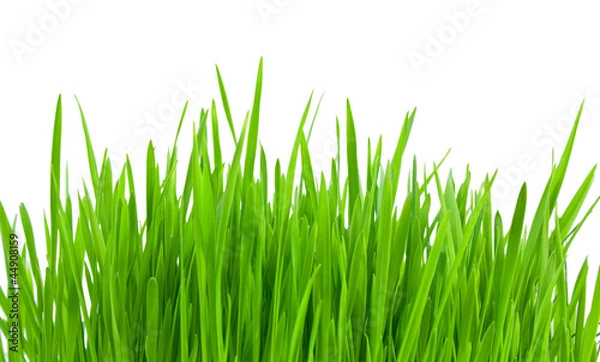 Obraz Green grass isolated on a white background