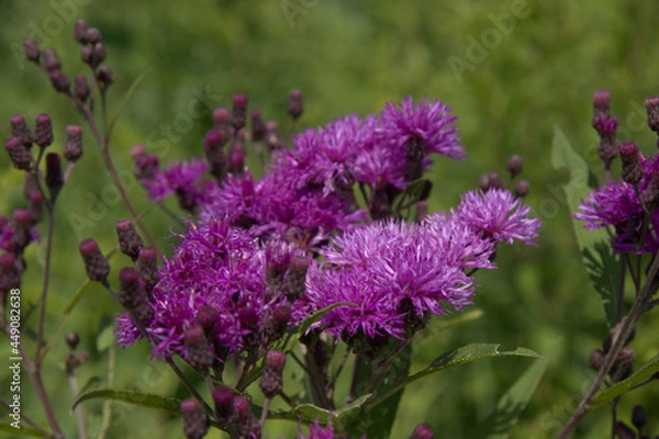 Fototapeta Macro of Ironweed growing in the summer on a green background