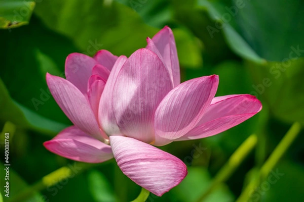 Fototapeta 森川花はす田