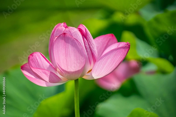 Fototapeta 森川花はす田