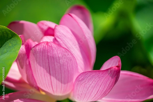 Fototapeta 森川花はす田