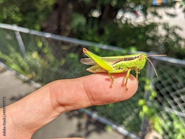 Obraz grasshopper on the grass