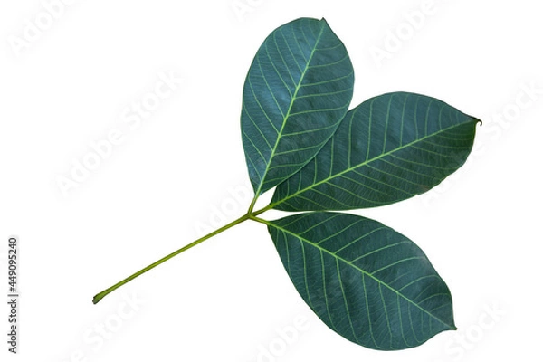 Obraz Rubber leaves isolated on white background