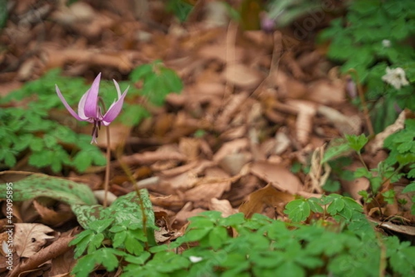 Obraz 春に咲く美しい紫色のカタクリの花