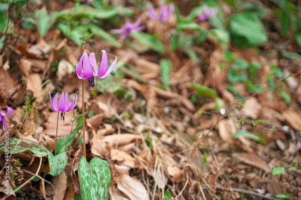 Obraz 春に咲く美しい紫色のカタクリの花