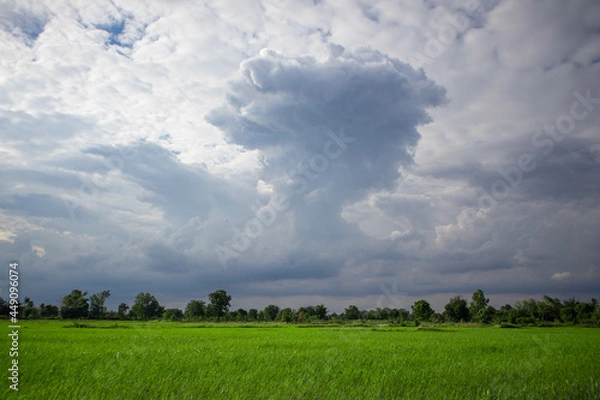 Obraz clouds over the rice field