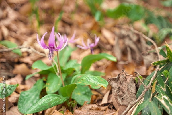 Obraz 春に咲く美しい紫色のカタクリの花