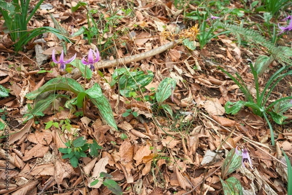 Fototapeta 春に咲く美しい紫色のカタクリの花